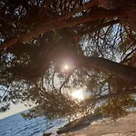Youth Pinesta