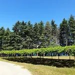 Youth Pinesta Novigrad Istria