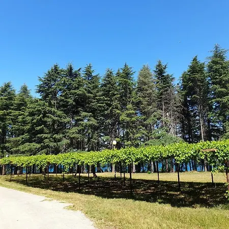 Youth Pinesta Novigrad (Istria)