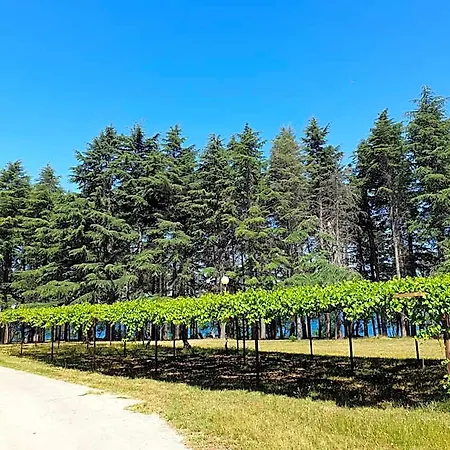 Youth Pinesta Novigrad Istria
