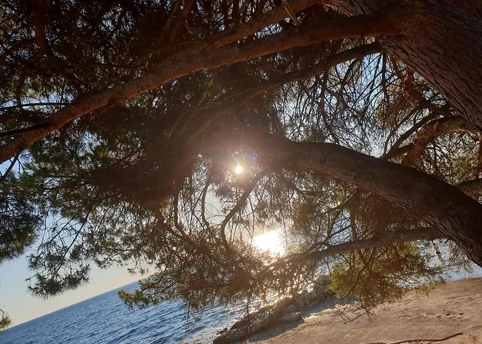 Youth Pinesta