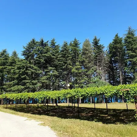 Youth Pinesta Novigrad Istria