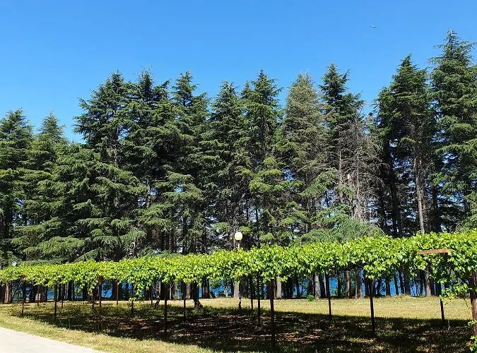 Youth Pinesta Novigrad Istria